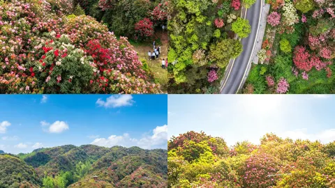 Hoa Đỗ Quyên Bijie Baili 3: Biển Hoa Mùa Xuân Bí Mật Được National Geographic giới thiệu — traveler post in Tất Tiết