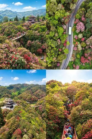 毕節百里杜鵑3はナショナルジオグラフィックが秘蔵する春の花海