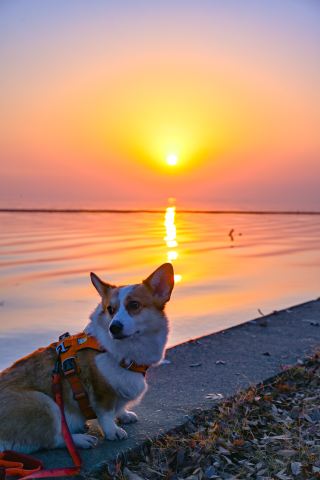 週末は愛犬とデート、上海近郊で日帰り可能なドッグフレンドリースポットをご紹介！