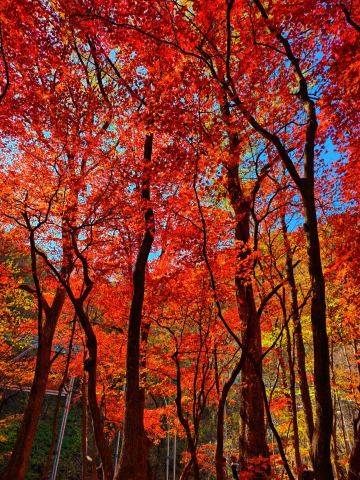 Timing your visit to the Guangwushan autumn foliage: How to plan for the 7 spots along the Bazhong route