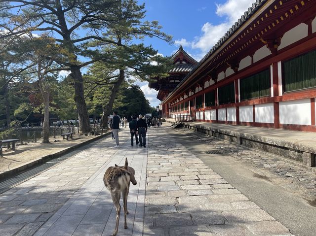 日本｜奈良｜世界最大木造建築文化遺產之一  東大寺