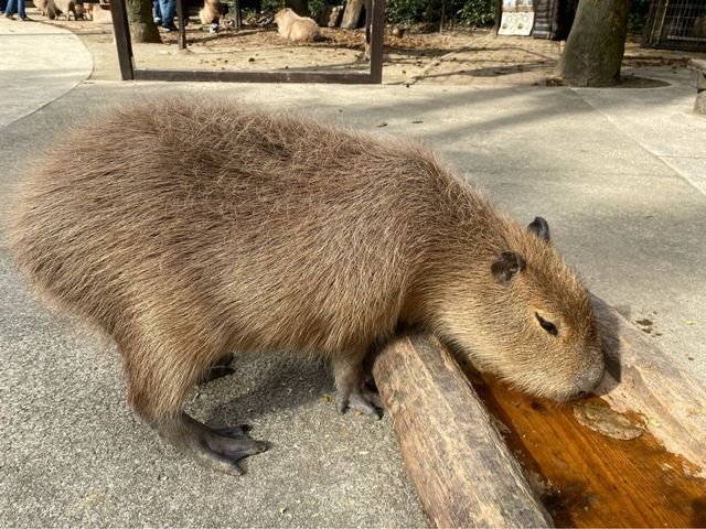 可極近距離接觸動物❤️可愛到融化了