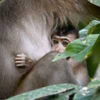 Monkey Business in Borneo 