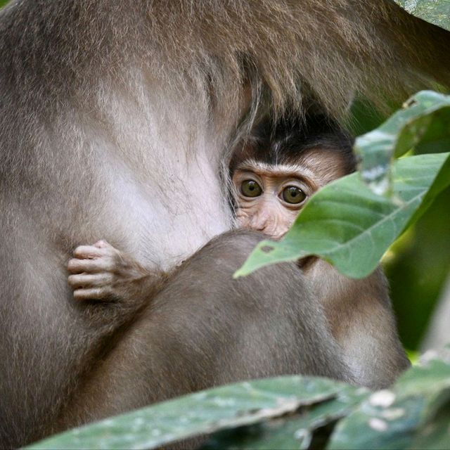 Monkey Business in Borneo 