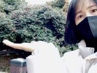 🌺동백꽃 군락으로 유명한 '여수 오동도'