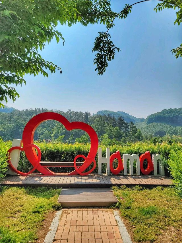 노랑 금계국이 어여쁜 함안 악양생태공원🌼