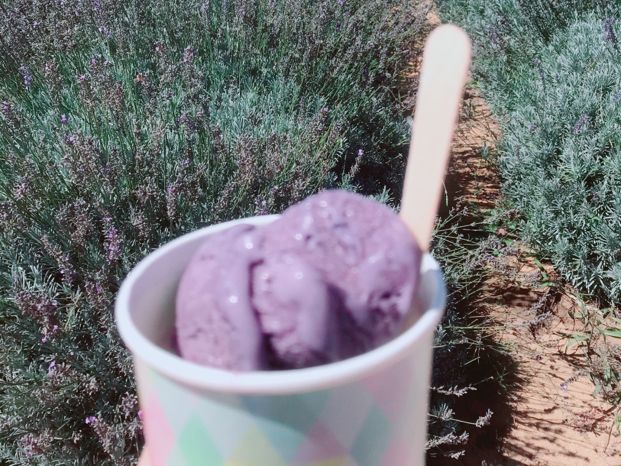 澳洲珀斯💜 Yanchep Lavender Farm 薰衣草花田