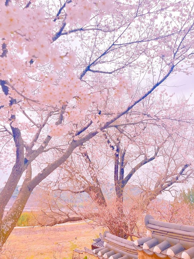 고택과 어우러져 더 아름다운 밀양 매화 명소 ✨