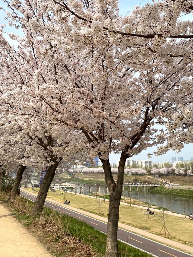 봄을 제대로 느낄 수 있는 벚꽃맛집 안양천🌸💗