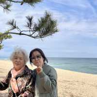 소나무 숲과 어우러진 강릉 송정해수욕장🌲