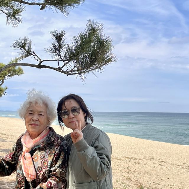 소나무 숲과 어우러진 강릉 송정해수욕장🌲