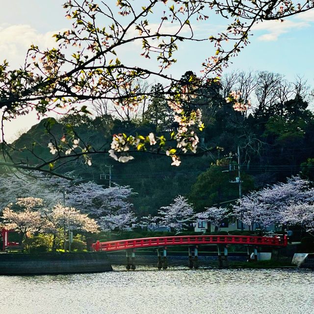 さくら🌸 ฤดูแห่งความน่ารัก