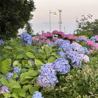 【横浜】夕方みなとみらい散歩・山下公園を散策