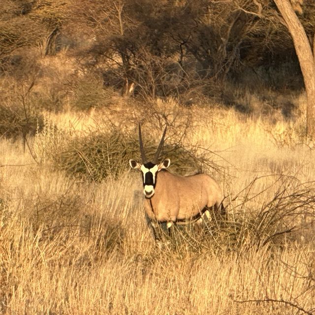 Best Namibian Safari Lodge - Zannier Omaanda