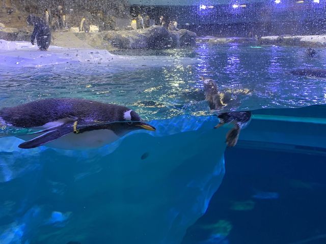 🐧Penguin Cove ❄️