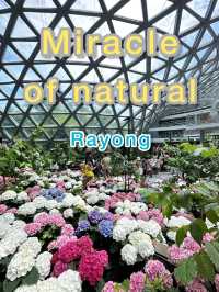 Miracle of natural ระยอง
