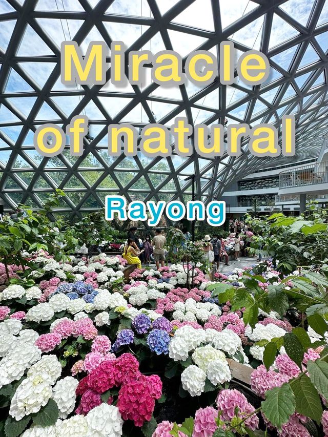 Miracle of natural ระยอง