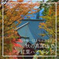 【11中旬〜12上旬が見ごろ！🍁秋の高尾山で紅葉ハイキング】