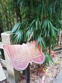 深山老林寺廟