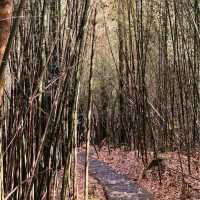 步道