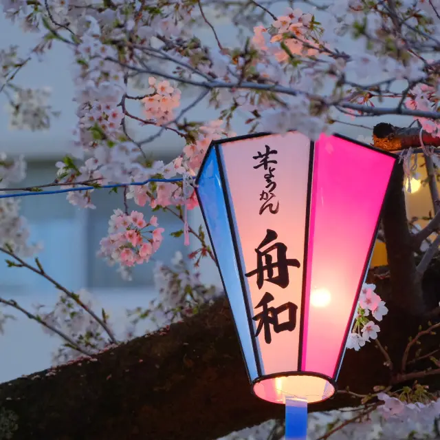 【東京】ついに始まった隅田川の桜祭り