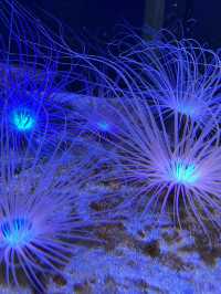 融合藝術與生物的新感覺水族館