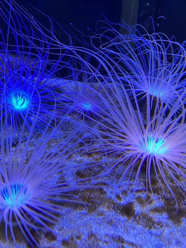 融合藝術與生物的新感覺水族館