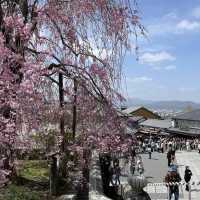 京都清水寺：賞櫻參拜🌸逛逛拍照地分享