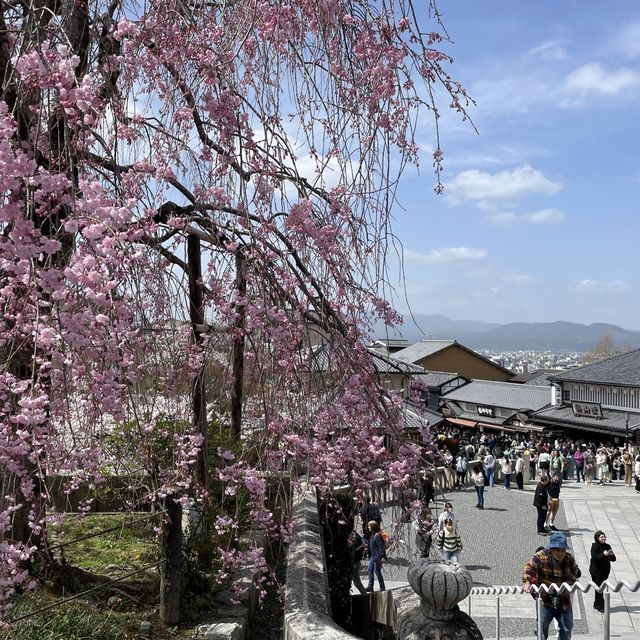京都清水寺：賞櫻參拜🌸逛逛拍照地分享