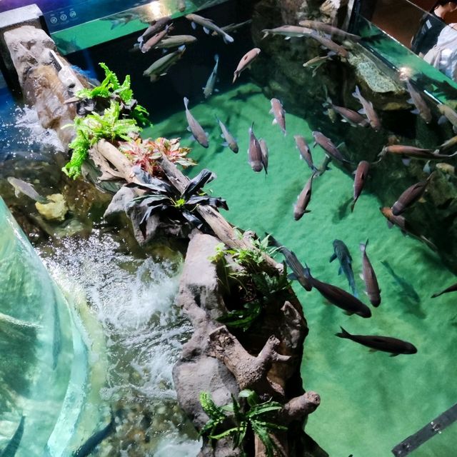 Discover Underwater World in Aquaria KLCC