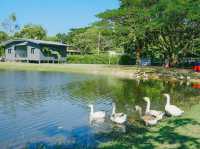 Chong Mafueng Camping  -ช่องมะเฟือง แคมป์ปิ้ง