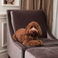 Pet Staycation at Intercontinental Singapore
