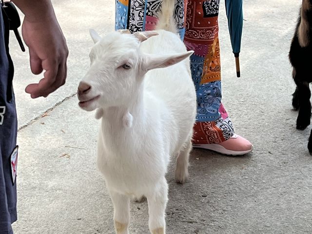 🐑ฟาร์มแกะ พัทยา 🐑❤️ที่ท่องเที่ยวแนะนำ พัทยา❤️