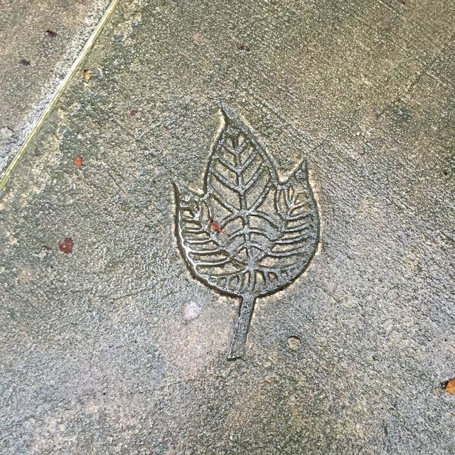 星加坡另類體驗🌲麥裏芝自然步道
