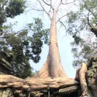 Ta Phrom Temple - Siem Reap