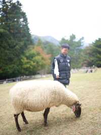 六甲山牧場—帶娃必去！