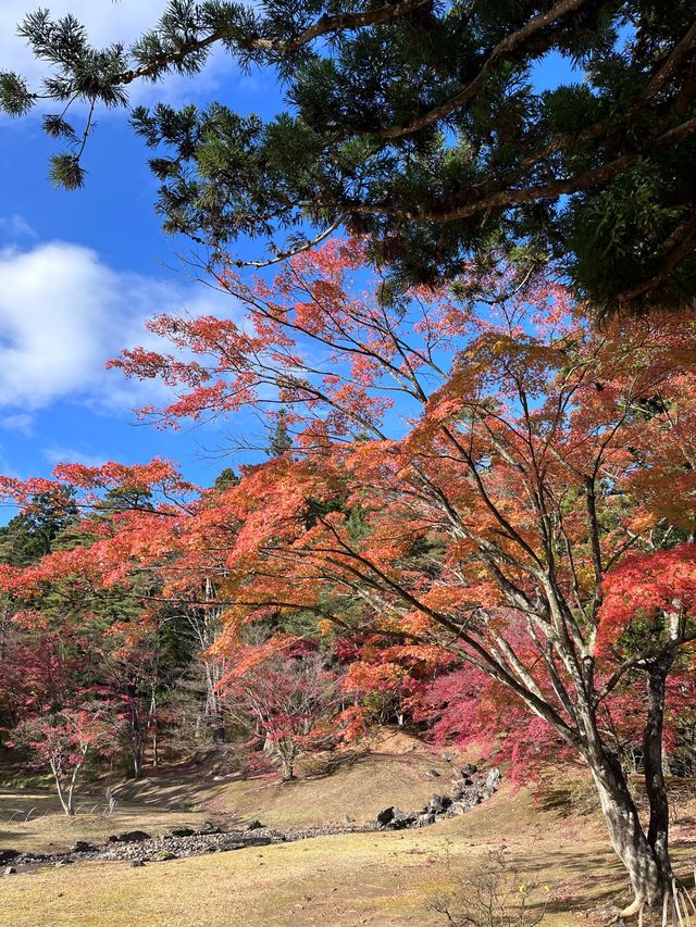 世界遺産、毛越寺の紅葉を見に