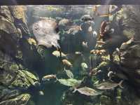 【山形】日本一のクラゲ水族館