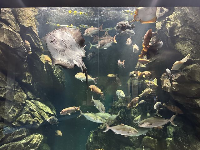 【山形】日本一のクラゲ水族館