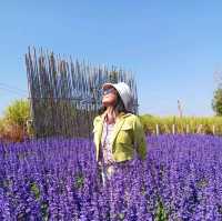 เที่ยวคาเฟ่สวนสวย @ปลายนาฟลาวเวอร์