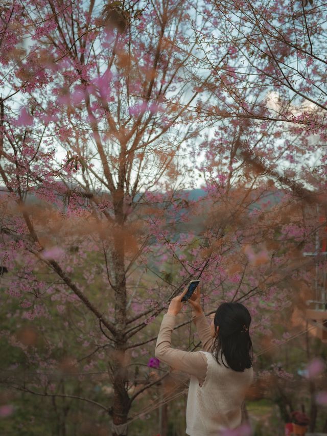 หมู่บ้านสีชมพู