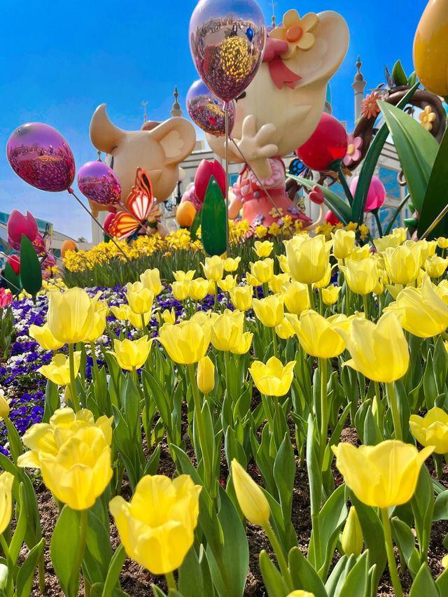 네덜란드 튤립 축제 부럽지 않은 에버랜드🌷
