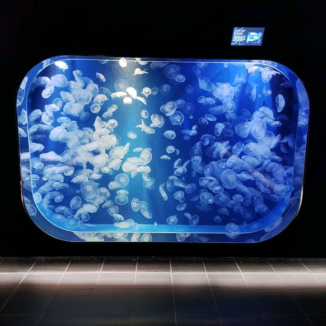 鴨川シーワールドは最強に可愛い生物がいっぱい