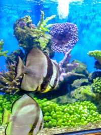 ตื่นตาโลกใต้น้ำ Rayong Aquarium🐠🐡