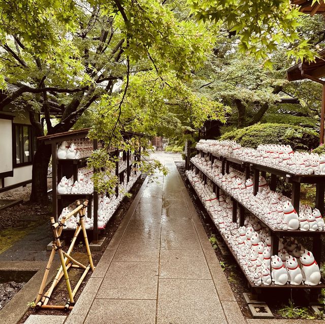 招財貓の寺——豪德寺🐈‍⬛😸