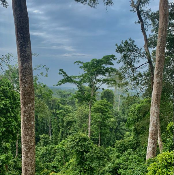 Ghanaian Gem 💎🇬🇭 | Kakum National Park 😍