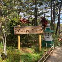 A Paradise in the City of Pines