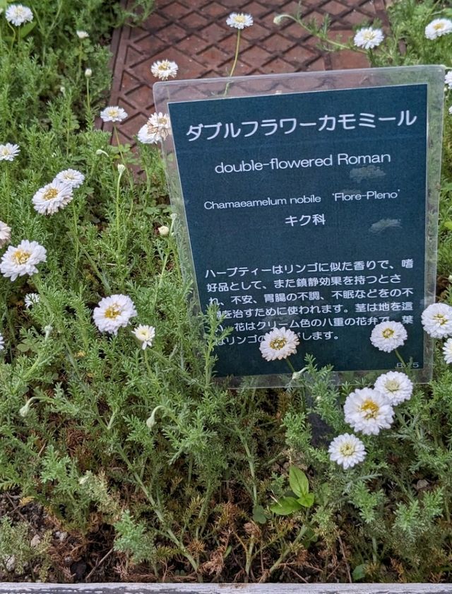 【北海道の大きな公園】キャンプも出来る滝野すずらん丘陵公園