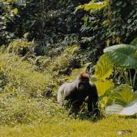 Ragunan Zoo, Jakarta