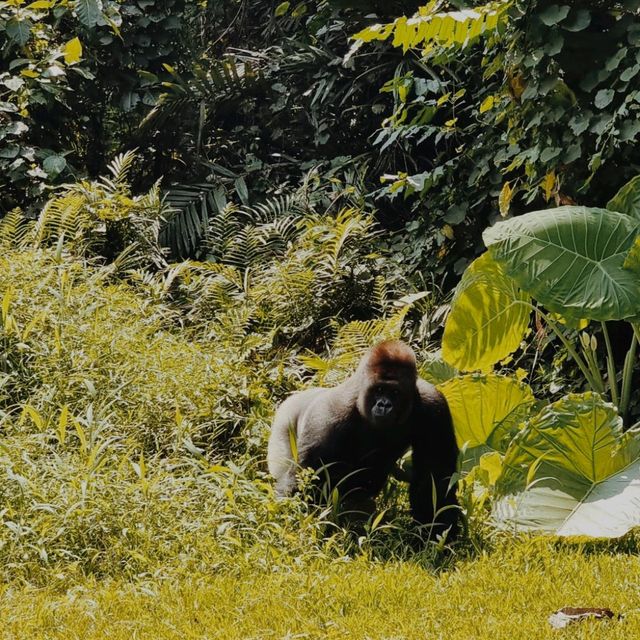 Ragunan Zoo, Jakarta Ragunan Zoo, Jakarta